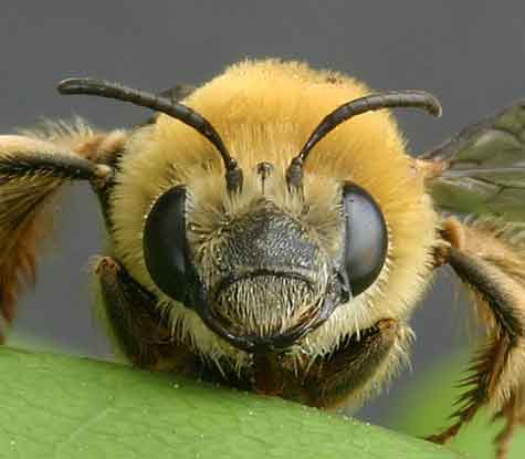UN HOMBRE DE 65 A�OS, MURI� POR UN ATAQUE DE ABEJAS AFRICANIZADAS EN SAMAN�
