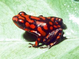 HALLAN EN BOSQUES DE FLORENCIA (CALDAS) RANA VENENOSA DE CUATRO DEDOS �NICA EN EL MUNDO