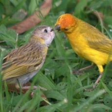 CALDAS, EL PARA�SO DE LAS AVES