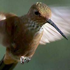 CALDAS, EL PARA�SO DE LAS AVES