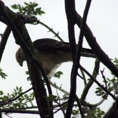 CALDAS, EL PARA�SO DE LAS AVES
