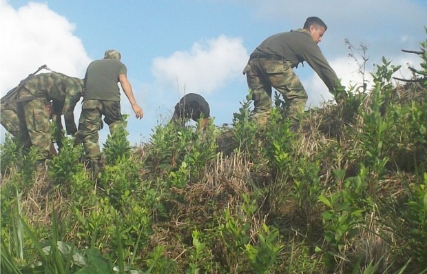 HALLARON 28 MIL MATAS DE COCA Y UN LABORATORIO EN SAMAN�