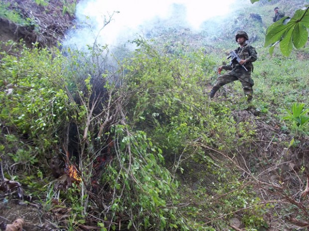 ENCUENTRAN 9 MIL 100 MATAS DE COCA EN SAMAN�
