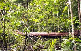 COLABORACI�N DE COMUNIDAD PERMITE ERRADICACI�N DE HOJAS DE COCA EN COLOMBIA