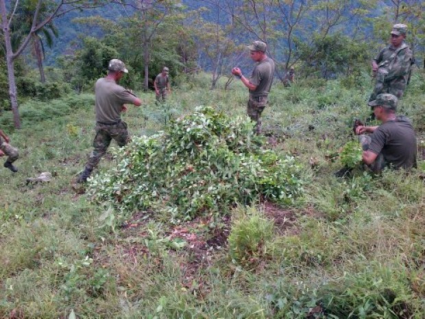 CALDAS EST� EN FASE FINAL DE LA ERRADICACI�N DE COCA 