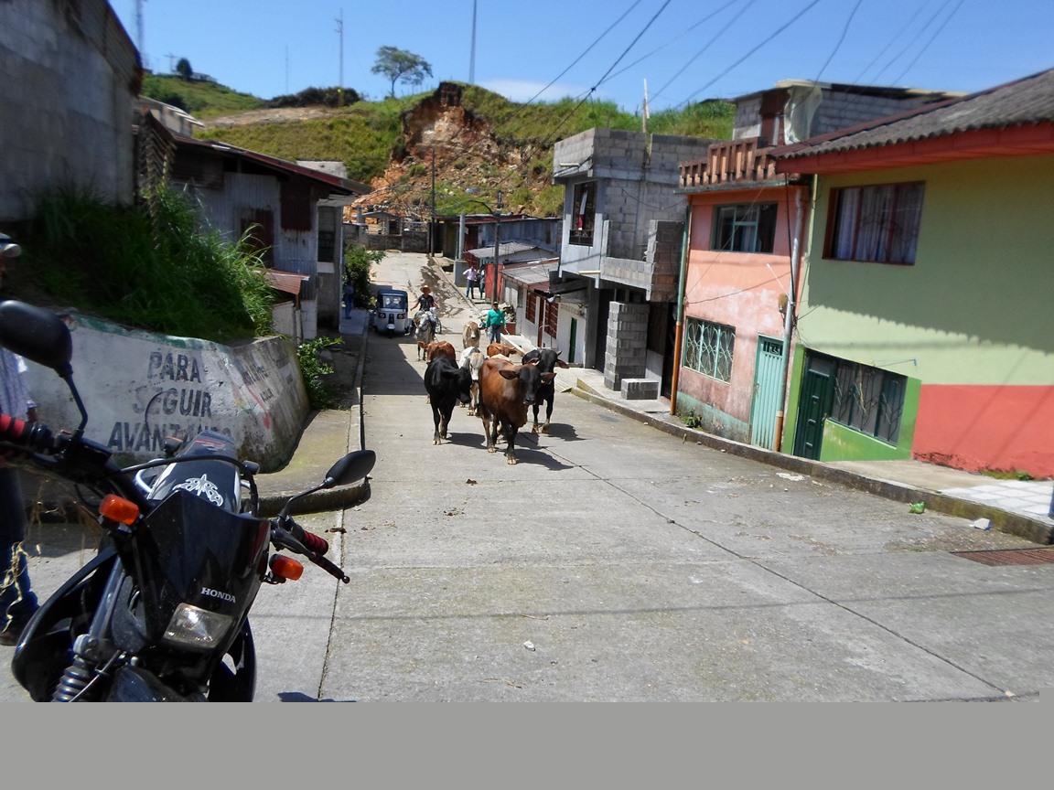 MURI� POR CHOQUE DE EQUINO CON MOTO EN SAMAN� (CALDAS)