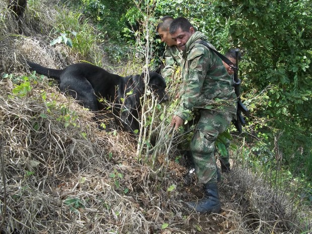 HALLAN M�S COCA EN ZONA RURAL DE SAMAN� (CALDAS)