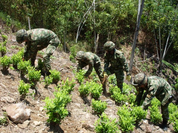 30 MIL MATAS DE COCA ERRADIC� EL BATALL�N EN ZONA RURAL DE SAMAN� (CALDAS)