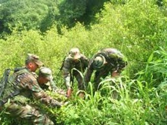 EJ�RCITO COMENZ� LA DESTRUCCI�N DE 15.000 MATAS DE HOJA DE COCA EN CALDAS