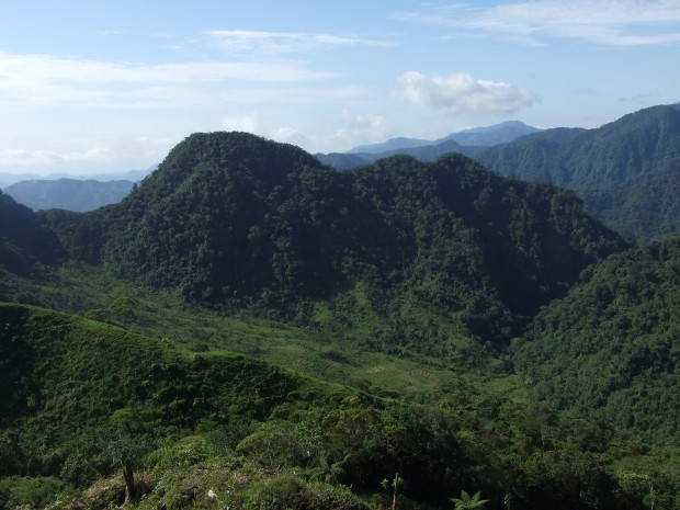 MINER�A, EXTRA�A ESPECIE EN LA SELVA DE FLORENCIA