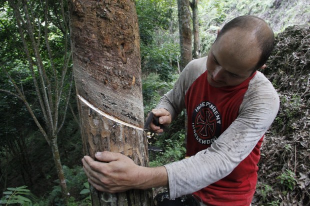 CAUCHO, EN LAS FRONTERAS DEL CAF� 