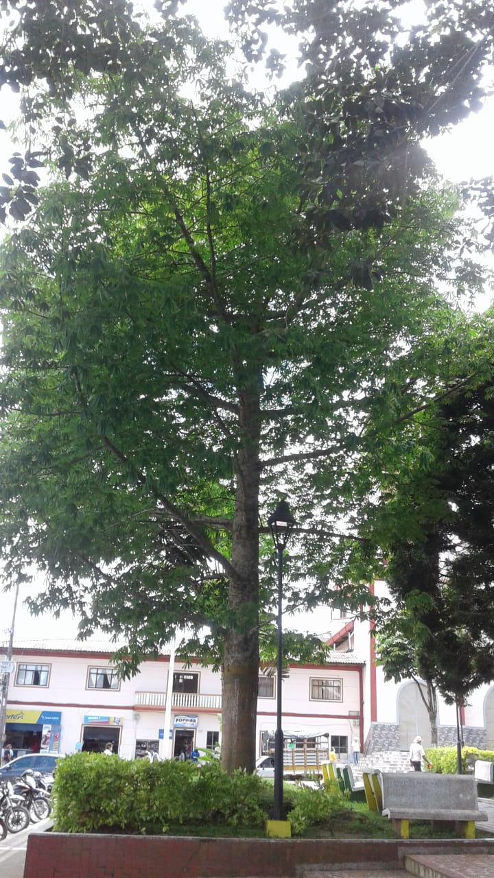 FELIZ CUMPLEA�OS LE CELEBRARAN LA COLONIA DE CALI, A LA CEIBA CALE�A EN SU PRIMER A�O.