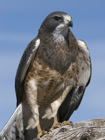 RAPACES MIGRATORIAS SOBRE SAMAN� - CALDAS